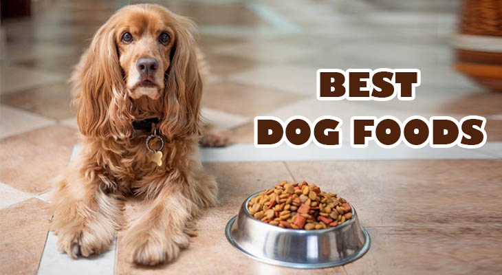 Best Dog Foods in India 