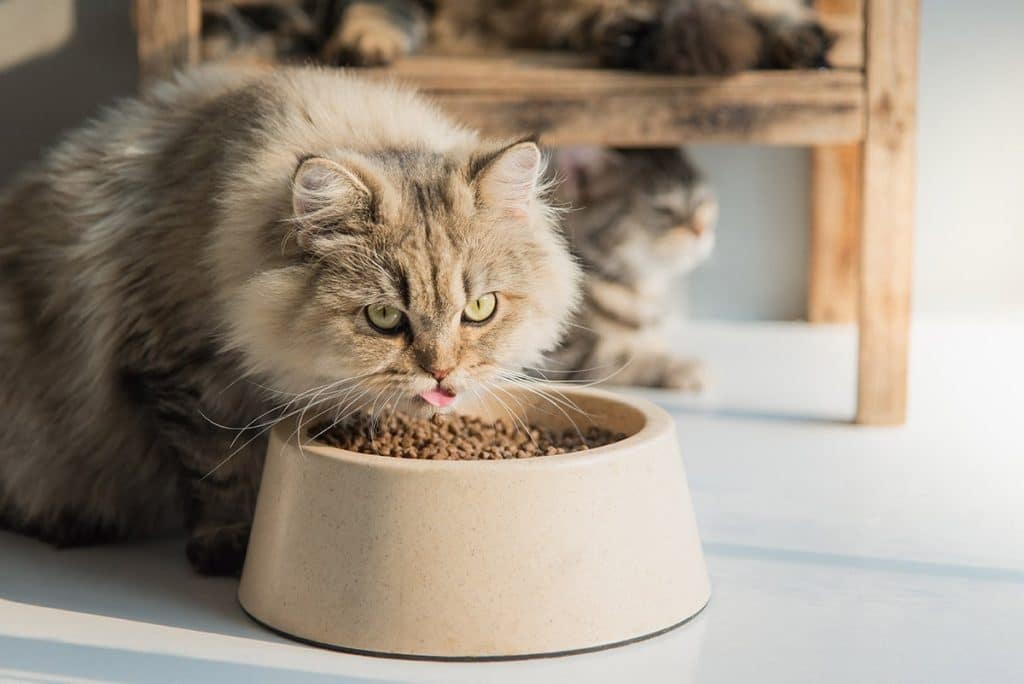 Best Luxury & Modern Cat Bowls
